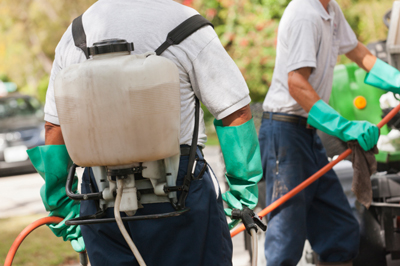 DAL Pest Control photo 1