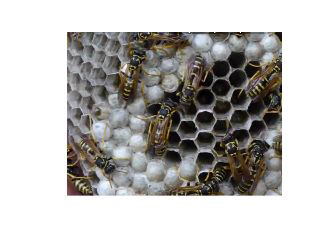 A & A Pest Control Ltd photo 4