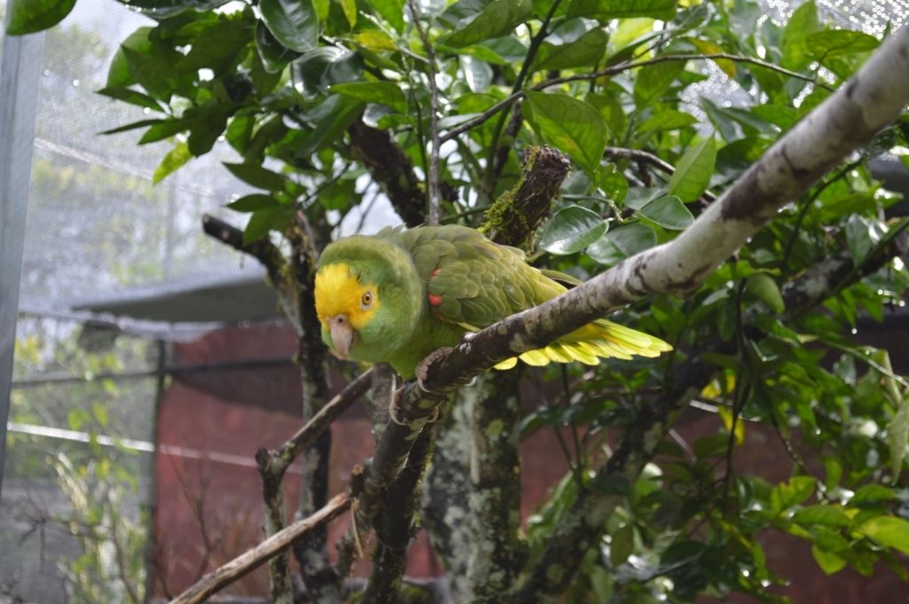 Belize Bird Rescue photo 1