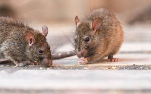 Ban The Bugs Pest & Termite Control Services photo 3