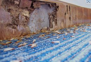 Central Pest Control photo 3