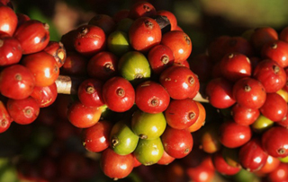 Wallenford Coffee Co Ltd photo 2
