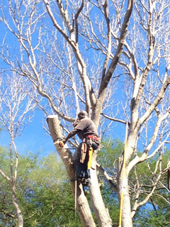 Tropical Tree Services photo 10