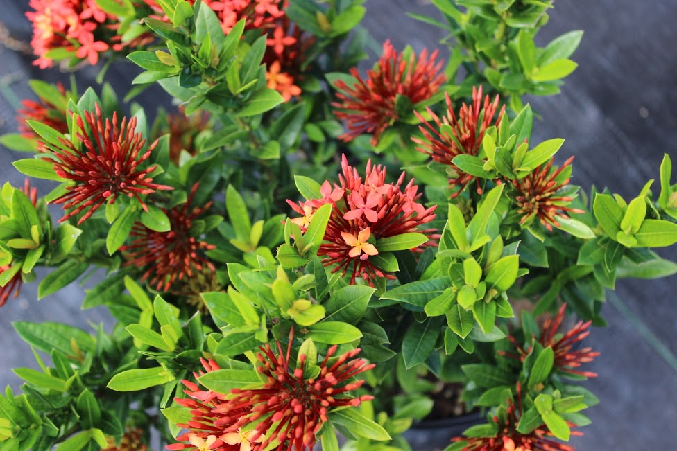 Fort George Botanicals Ltd photo 3