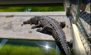 Black River Safari photo 1