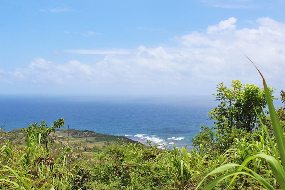 Caribbean Island Properties Inc photo 6