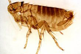 Bug Busters Ltd photo 1