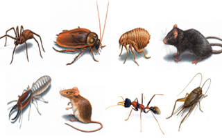 D & D Distbrs & Exterminators photo 4