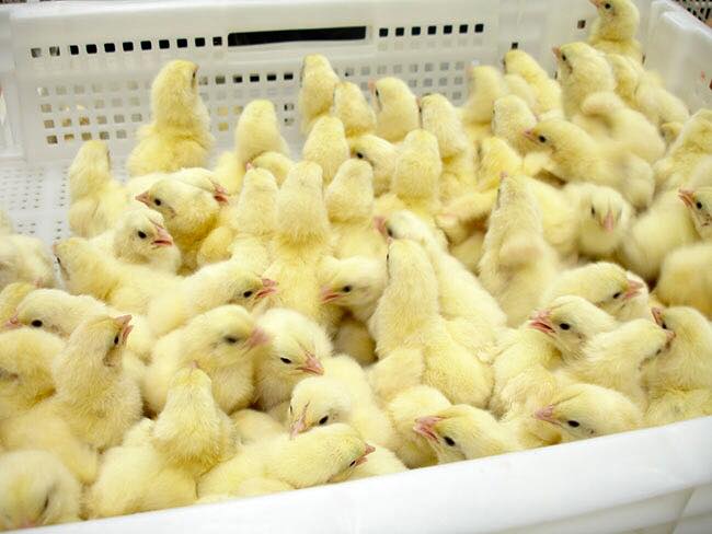 P & R Pet Shop Ltd photo 1