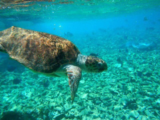la Gaviota Sailing Charters photo 3