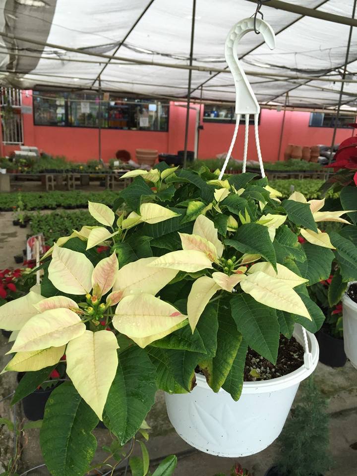 Aranguez Nurseries photo 2