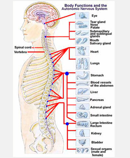 Dr Harvey's Back Pain Chiropractic Centers photo 3
