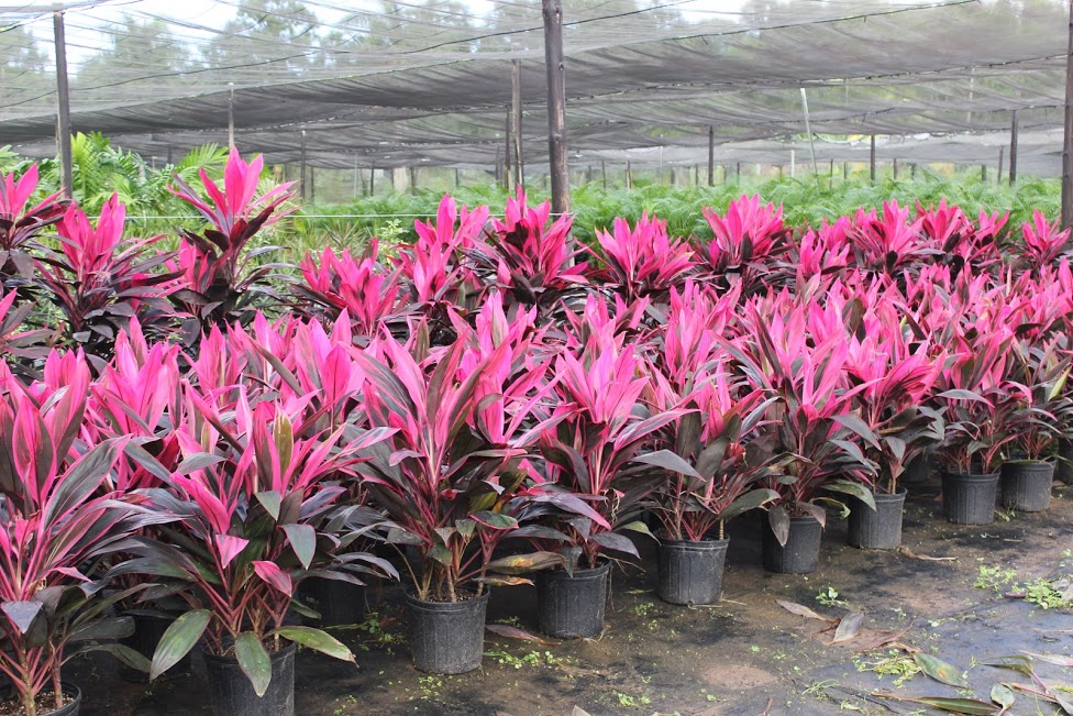 Fort George Botanicals Ltd photo 5