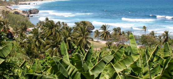 Island Safari (B'dos) Ltd photo 6