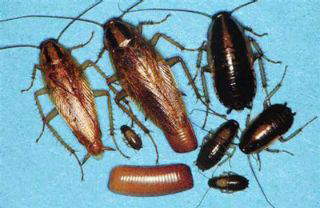 Ex-O-Pest Ltd photo 3