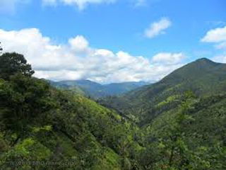 Forestry Department photo 8