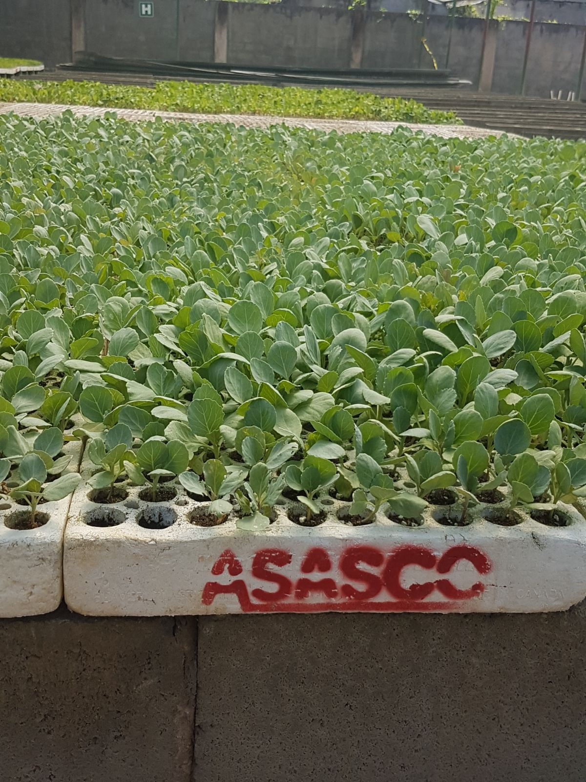 ASASCO Chemicals and Enterprises Ltd photo 7