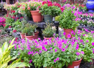 Tropical Foliage Ltd photo 4