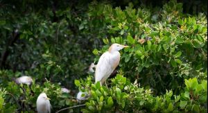 Black River Safari photo 4