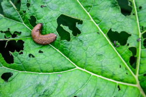 Central Pest Control photo 4