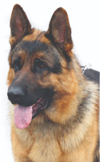 Armour Security Services Ltd photo 1