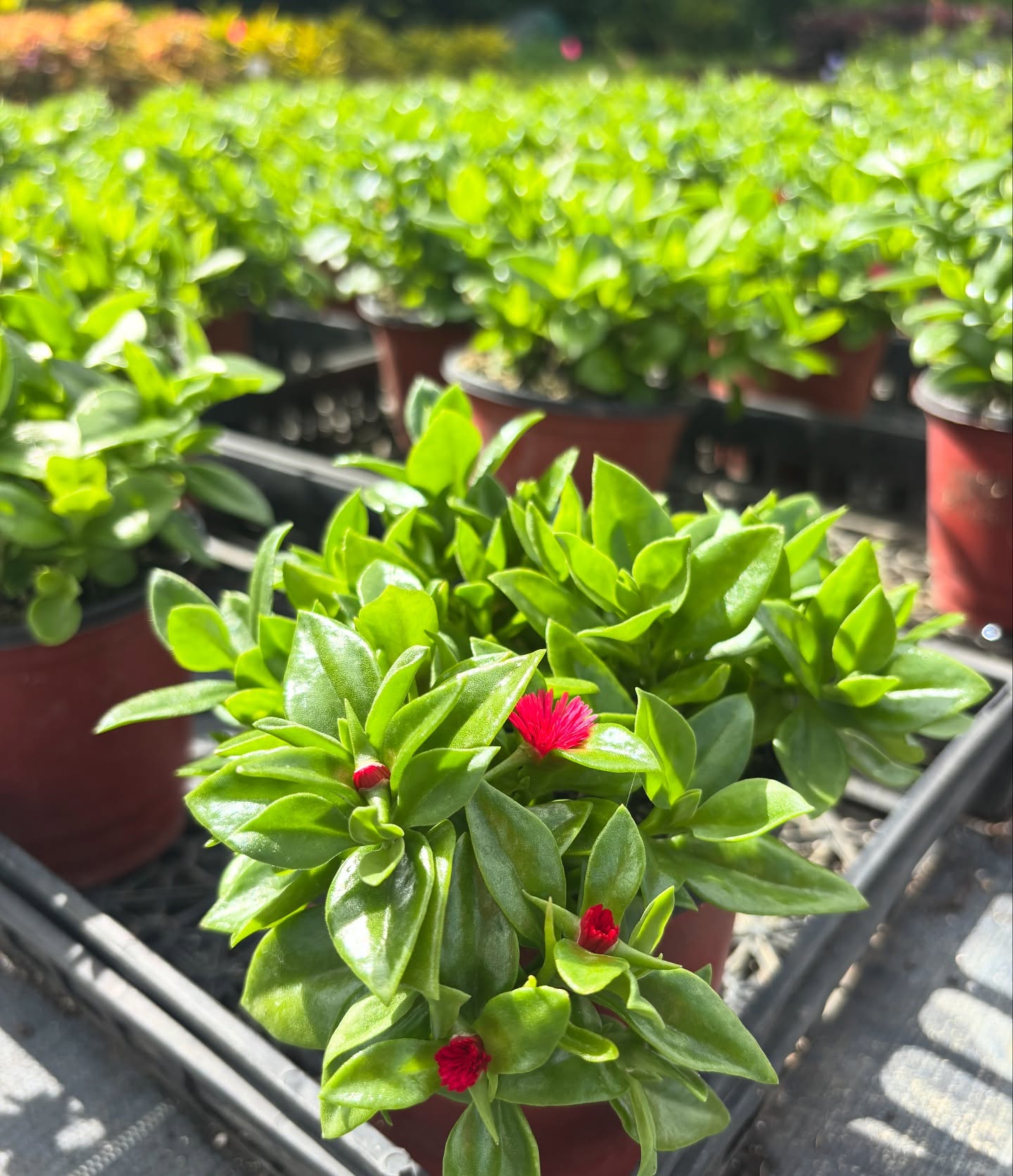 Landmark Nurseries Co Ltd photo 9