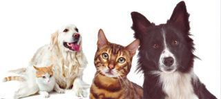 Vet4pets Medical Centre photo 4