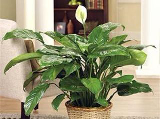 Tropical Foliage Ltd photo 3