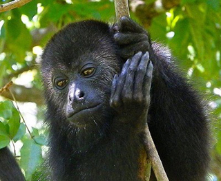 Community Baboon Sanctuary photo 5