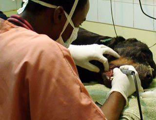 Noah's Ark Veterinary Centre photo 3