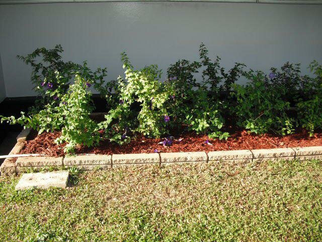 Dynaprofs Landscaping Services Ltd photo 10