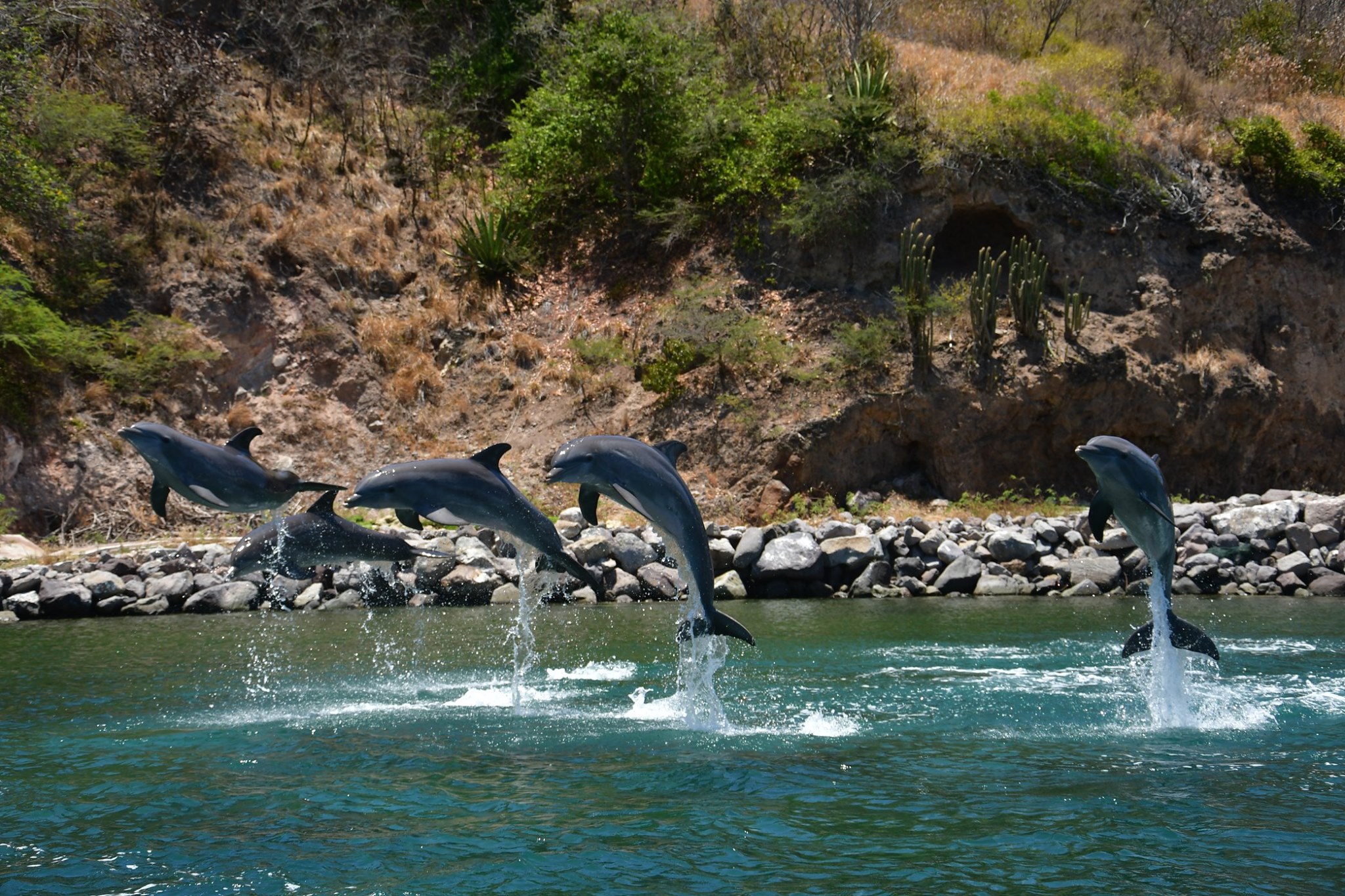 Dolphin Discovery St. Kitts photo 1