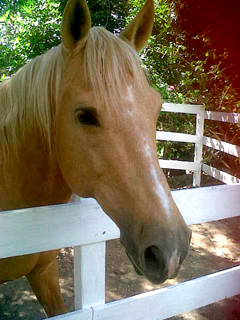 Pet Haven Veterinary Office photo 4