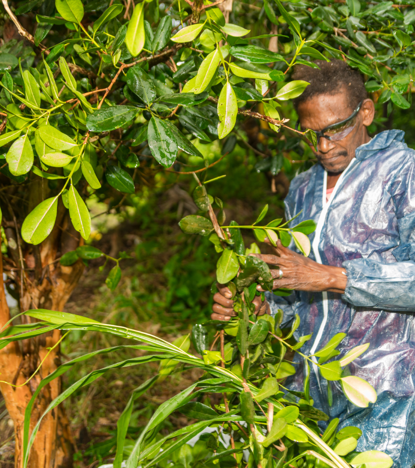 Dominica Essential Oils & Spices Co-Operative Society Ltd photo 5