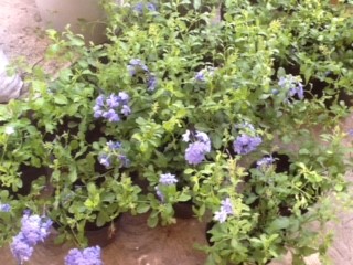 St Thomas Plants Nursery photo 8