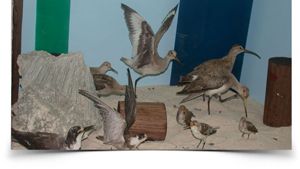 The Barbados Museum & Historical Society photo 4
