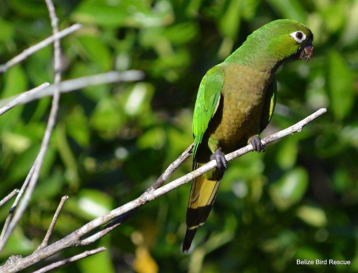 Belize Bird Rescue photo 3