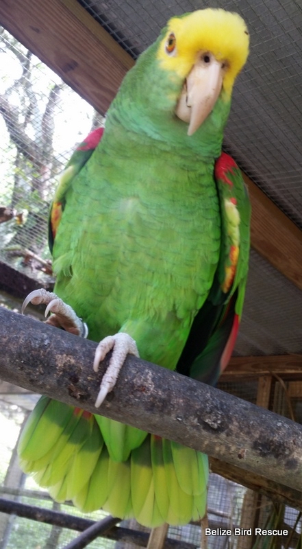 Belize Bird Rescue photo 8