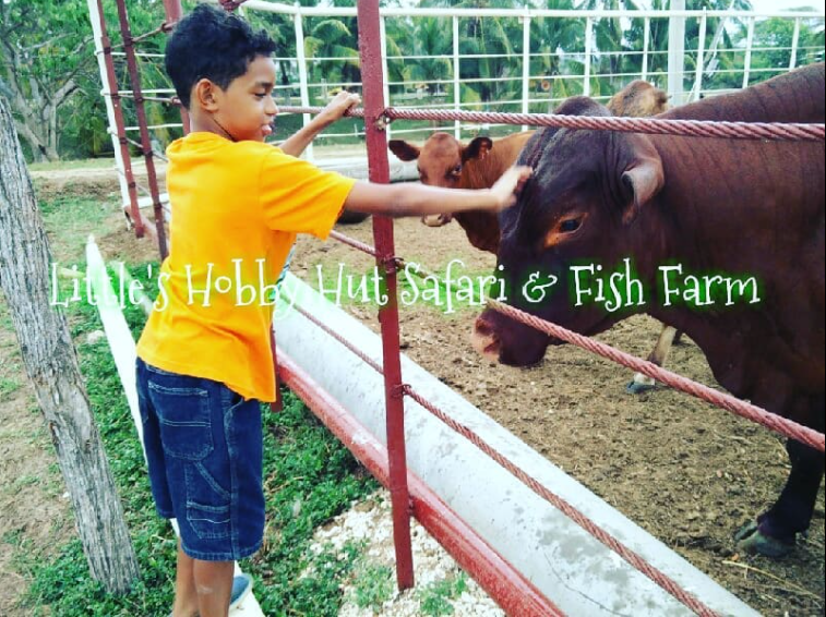 Little Hobby Hut Safari & Fish Farm photo 2