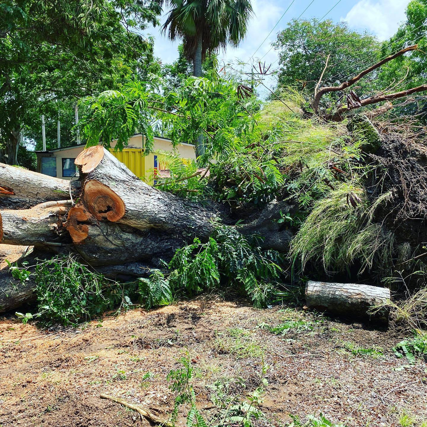 Tropical Tree Services photo 11