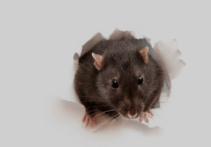 Central Pest Control photo 9