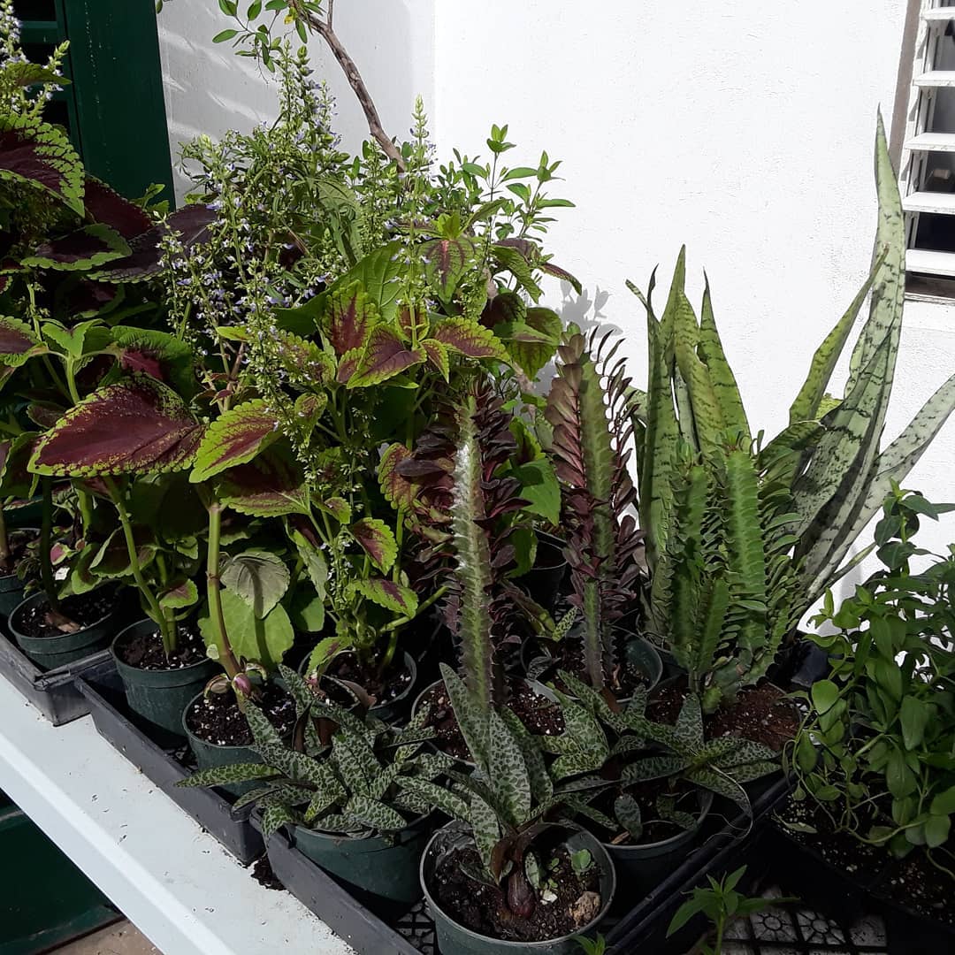 Seedburst Nurseries Ltd (S B N Plants) photo 3