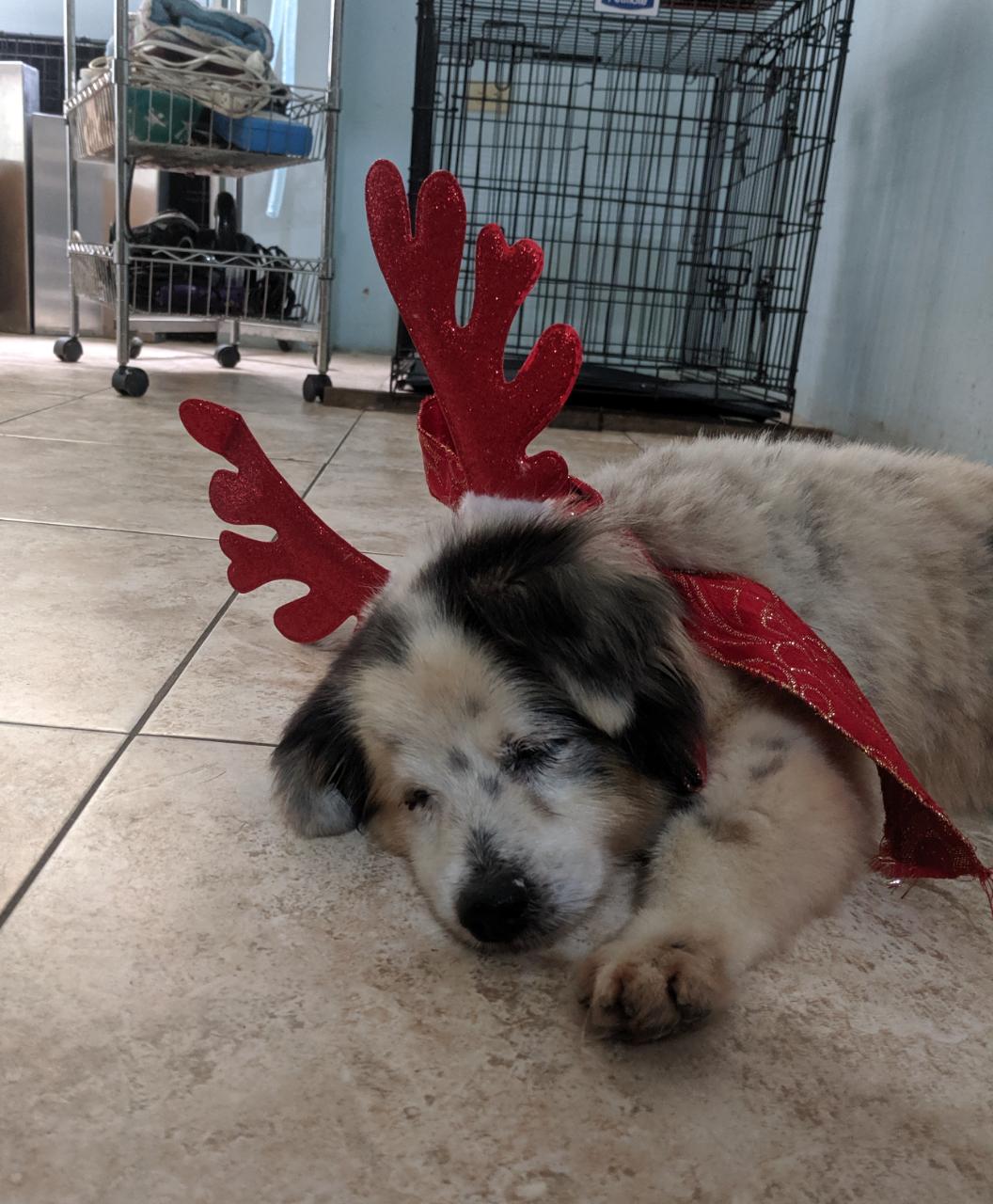 Compassionate Care Veterinary Clinic photo 5