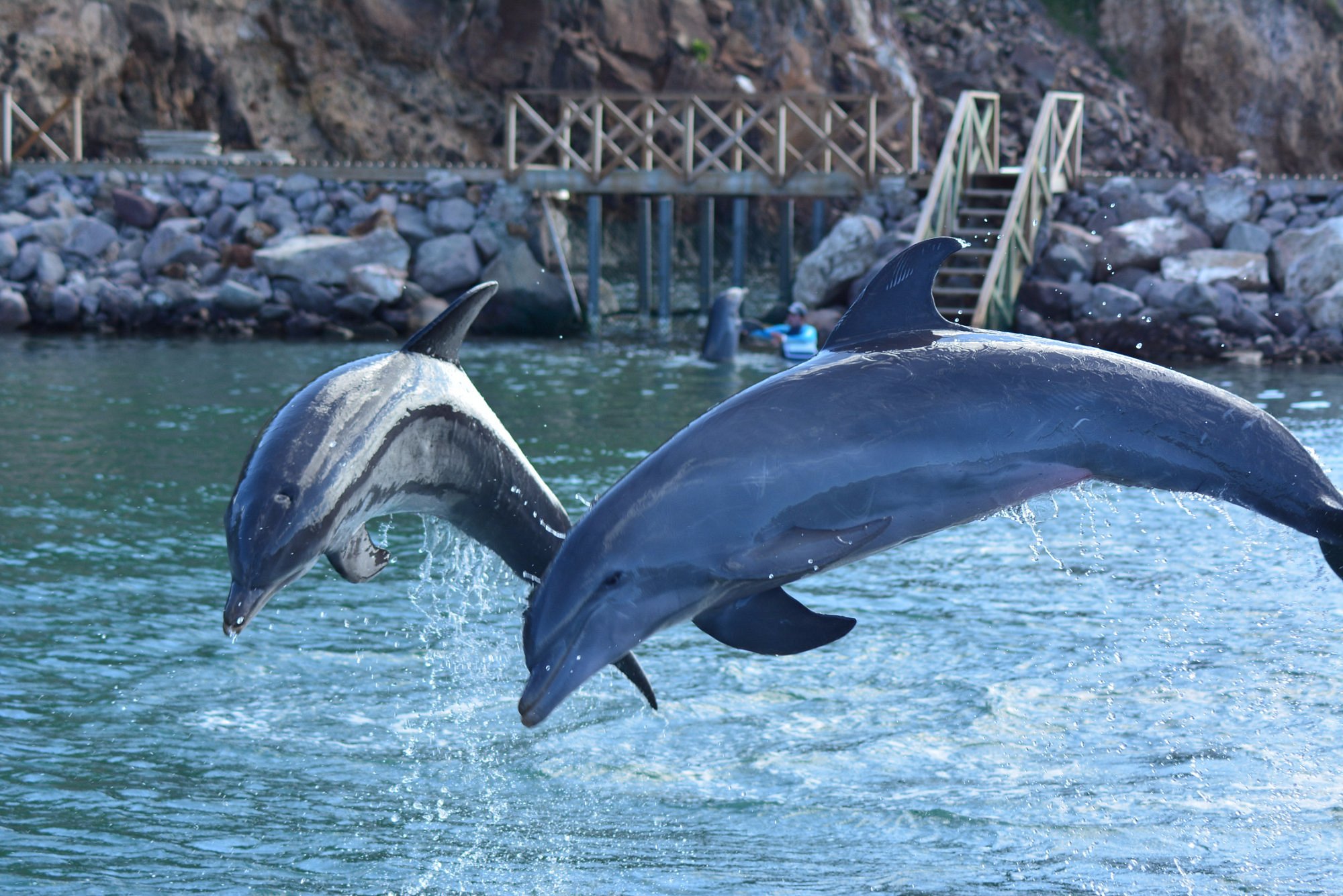 Dolphin Discovery St. Kitts photo 6