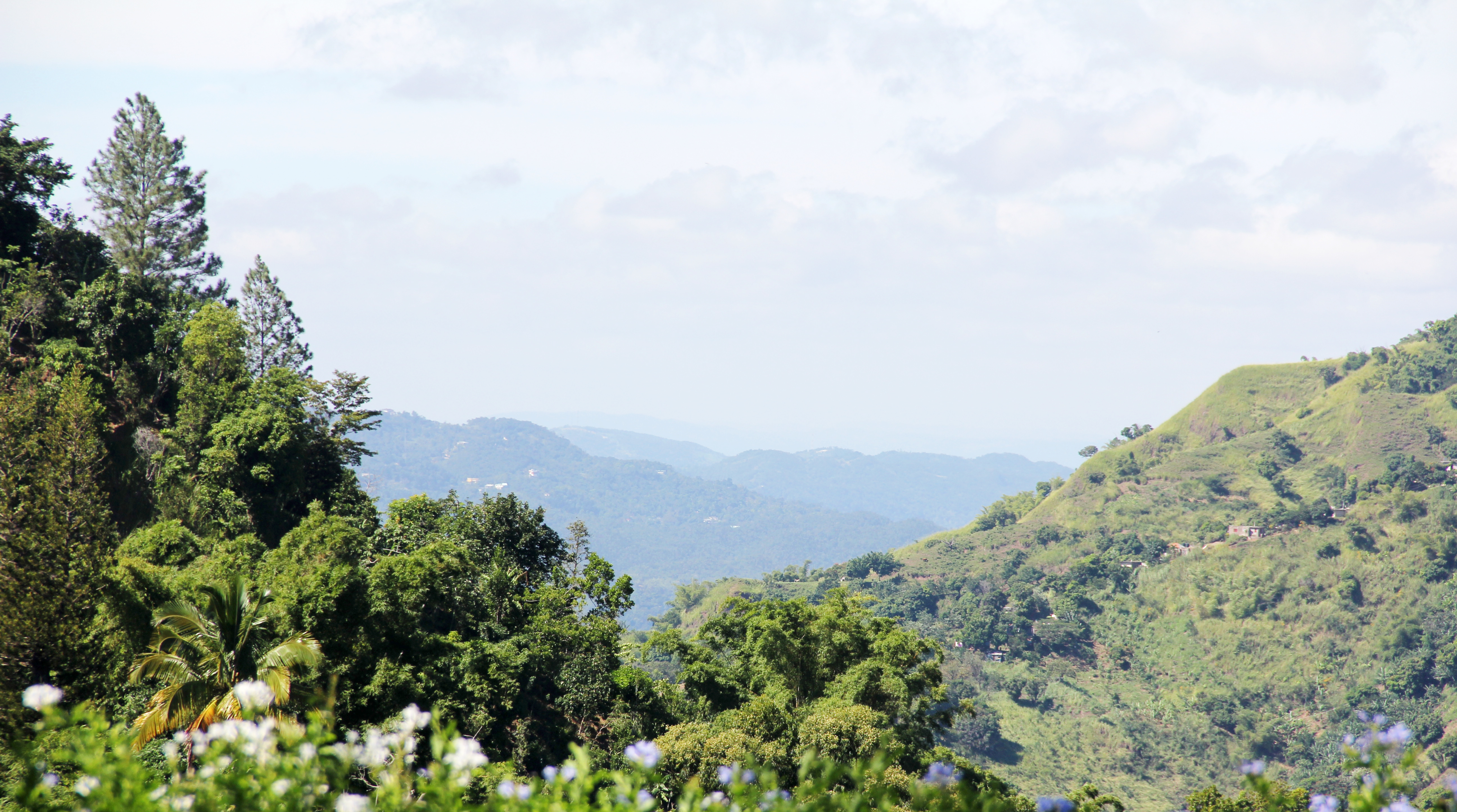 Craighton Estate Blue Mountain Coffee Tour photo 2